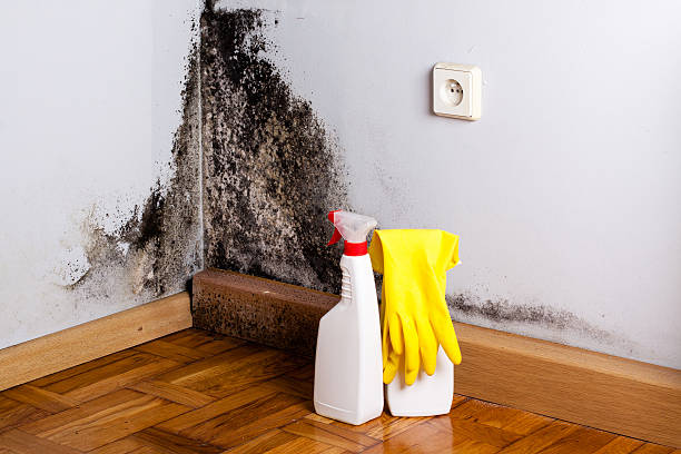 Best Certified Mold Removal  in Hampton, IL